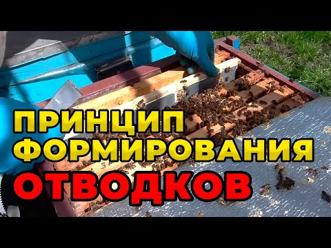 Видео: Как сделать отводок пчел и получить максимальное количество меда