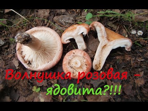 Видео: Волнушка розовая - ядовита ?!!!
