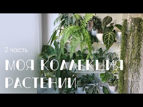 Видео: Обзор моей коллекции. 2 часть: Папоротники, хойи, ароидные.