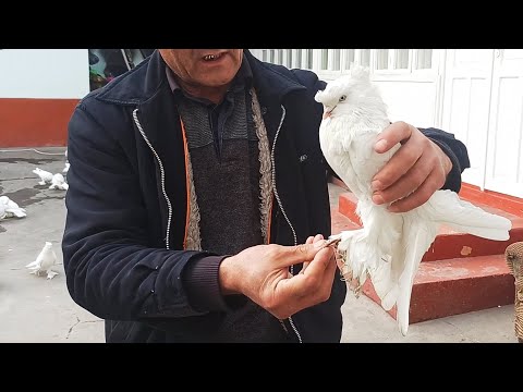 Видео: Андижаниский Кабутарлар зурлари TOZA ANJANISKIY ZOT Kaptarlar 100 500$