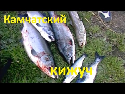 Видео: Диалоги о рыбалке -  153 - Ловля Кижуча на Камчатке.
