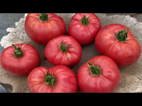 Видео: Обзор сортов томатов 2021.
