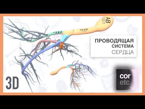 Видео: Проводящая система сердца 3D: строение.