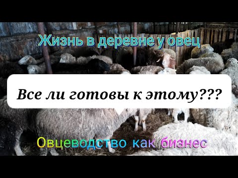 Видео: Овцеводство как оно есть | Sheep Farming