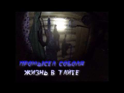 Видео: Промысел соболя в тайге. А "Тунгус 600"прятно удивляет. Пилим и топчем дороги.