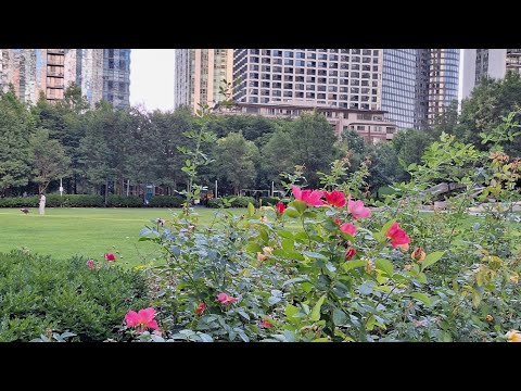 Видео: Чикаго в СЕНТЯБРЕ - прогулка Утренняя, Обязательная - Двор перед Домами, Розы, Фонтаны, Собаки 🐕 😉🙏🤝