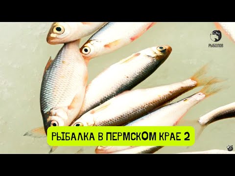 Видео: Камская уклейка. Рыбалка в Пермском крае-4
