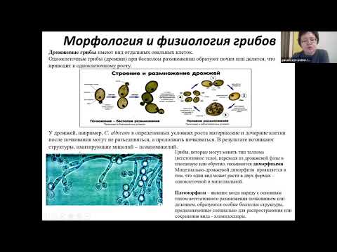 Видео: Л. Т. Баязитова. Микозы.