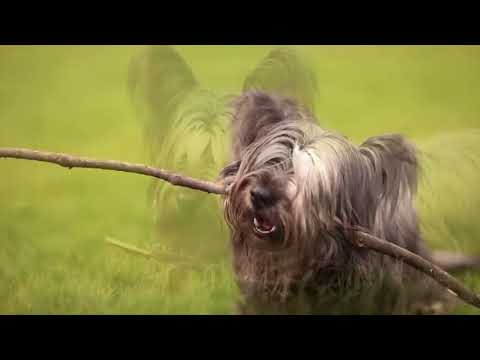 Видео: Мой питомец  - Скай терьер