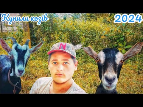 Видео: Купили двох кіз 🐐❗2024❗