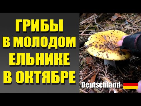 Видео: Грибы в молодых ёлках в октябре. Что тут растет? Грибы Германии 2025