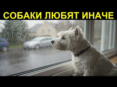 Видео: 🐕 Ваш пес делает ЭТО? Значит он вас по настоящему любит!