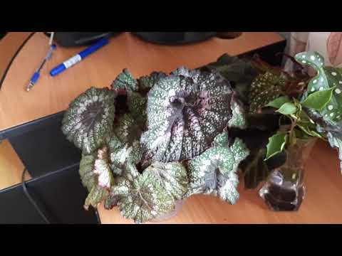 Видео: Джунгли в квартире.  Бегонии моей коллекции.