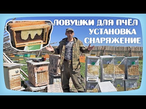 Видео: ЛОВУШКА ДЛЯ ПЧЁЛ. КАК УСТАНОВИТЬ И СНАРЯДИТЬ РАМКАМИ