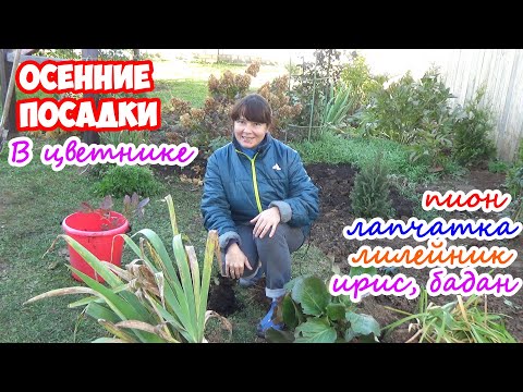 Видео: ЦВЕТНИК - планирование и посадки. Пион, лапчатка, лилейник, ирисы, бадан. Сажаем ПРАВИЛЬНО!