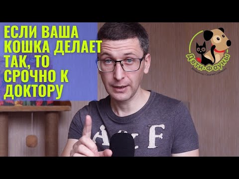 Видео: Цистит у кота (кошки) | Симптомы цистита у кошки | Лечение цистита у кошки