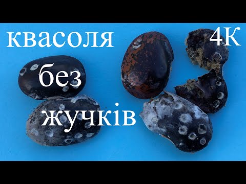 Видео: ЖУЧКИ у квасолі. Вчимося їх виганяти:)