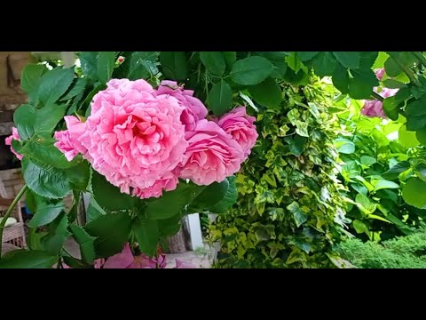 Видео: Мой РАЙСКИЙ САД меня встречает безудержным цветением!