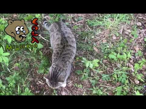Видео: СНЫТЬ - часть 2 (Школа травоведения)