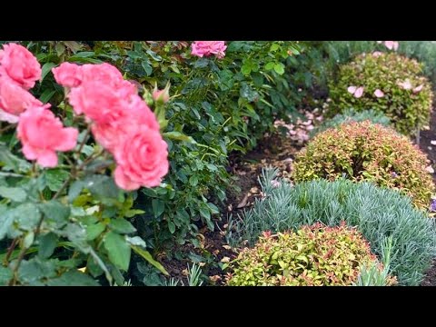 Видео: КРАСИВІ І СТІЙКІ  БАГАТОРІЧНИКИ ДЛЯ КЛУМБИ 