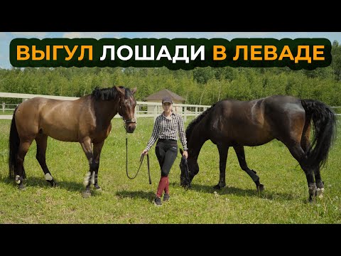 Видео: Выгул лошади в леваде