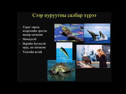Видео: Биологийн хичээл №7 Амьтны аймаг II хэсэг