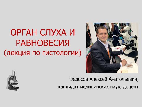 Видео: ОРГАНЫ СЛУХА И РАВНОВЕСИЯ (ЛЕКЦИЯ ПО ГИСТОЛОГИИ)