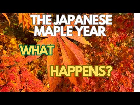 Видео: Японские клёны: что происходит?