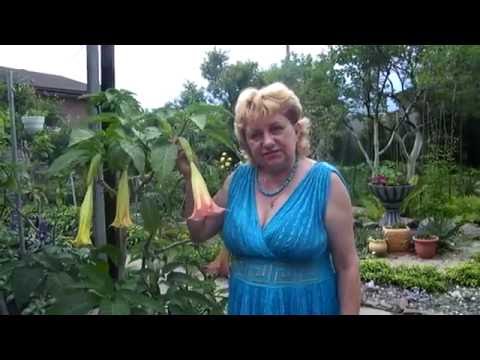Видео: БРУГМАНСИЯ . ПОЧЕМУ ЖЕЛТЕЮТ ЛИСТЬЯ