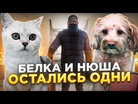 Видео: БЕЛКА И НЮША ОСТАЛИСЬ ОДНИ/ЛАЙКИ LIKE/#cat