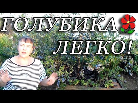 Видео: Всё о голубике за 12 минут! Самое важное и достаточное для надёжного получения урожая.