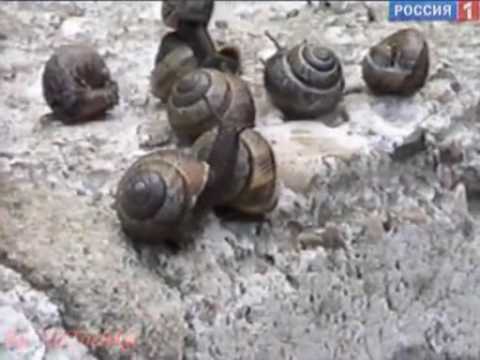 Видео: Сам себе режиссёр только сюжеты 2010 2011