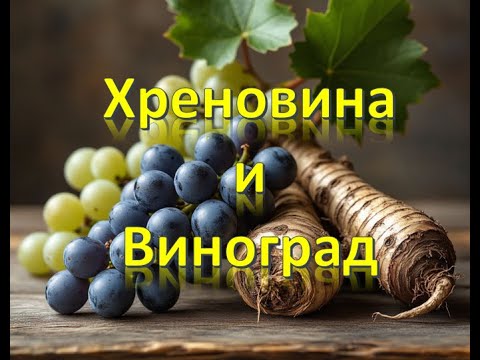 Видео: Хреновина по-русски . Подготовка винограда к зиме .
