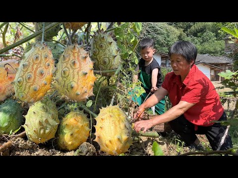 Видео: Плоды женьшеня покрыты шипами по всему телу, а фрукты очищаются от жары и сладости.