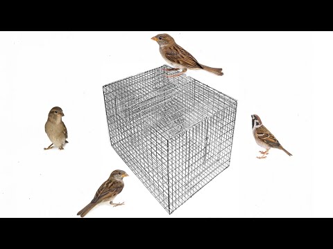 Видео: Лучшая многоцелевая ловушка