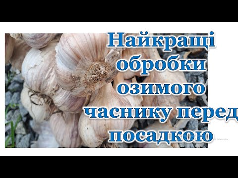 Видео: Найкращі обробки озимого часнику перед посадкою. Стійкі  і врожайні сорти