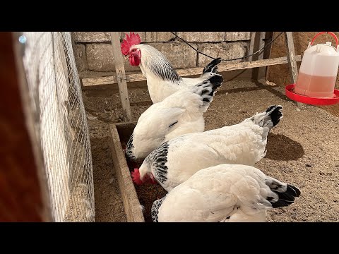 Видео: Өзгеріс жоқ.🐓🐣 Тіркелуді ұмытпа✅