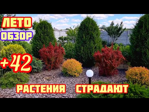 Видео: ЖАРА +42 Страдают РАСТЕНИЯ / обзор участка /лето