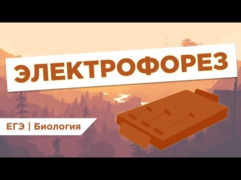 Видео: Что такое ЭЛЕКТРОФОРЕЗ l ЕГЭ Биология | Даниил Дарвин | Вебиум