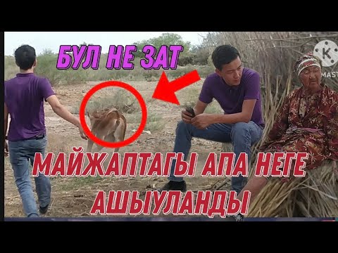 Видео: МАЙЖАПТАГЫ АПА НЕГЕ АШЫУЛАНДЫ🥺