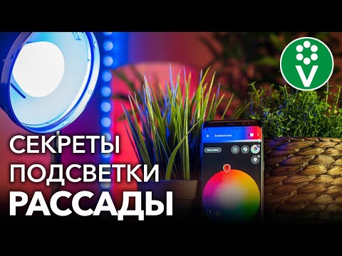 Видео: ВОТ ПОЧЕМУ ВАМ НЕ НУЖНЫ ФИТОЛАМПЫ ДЛЯ ДОСВЕЧИВАНИЯ РАССАДЫ! Эффективно и дешево подсвечиваем рассаду