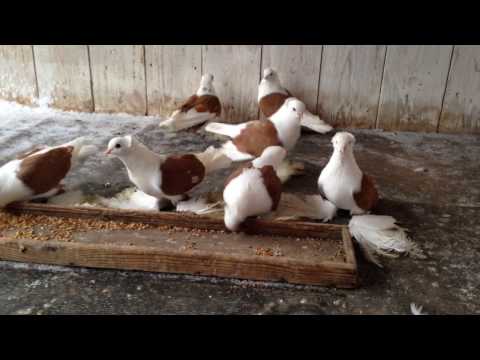 Видео: Голуби Моего Отца... МС НИКС (Андрей Шкалобердов) (Оренбург)