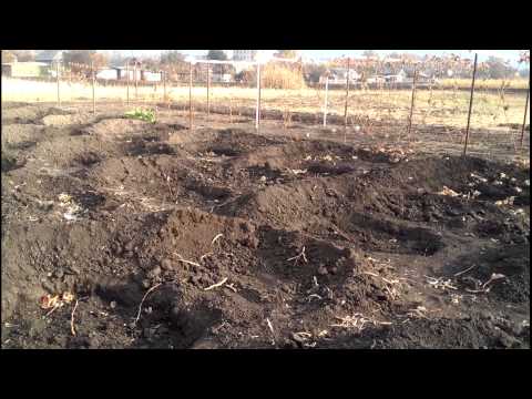 Видео: Посадка винограда, планирование виноградника