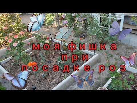 Видео: Посадка  роз  одинакова  у  всех .  Так  ли это ?  Какие  тонкости  посадки есть  у  меня  ?