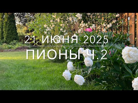 Видео: Пионы ч.2, Распаковка. Розы. 21 июня 2025