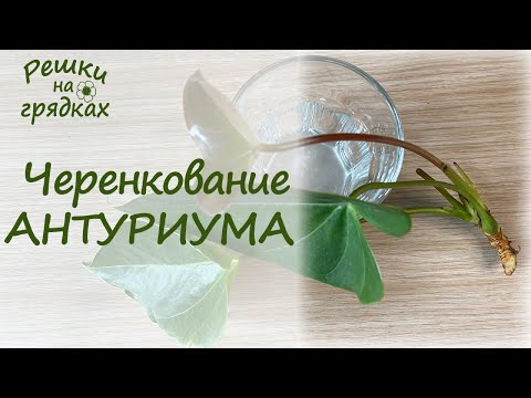 Видео: Черенкование антуриума | Как обрезать антуриум
