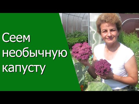 Видео: Сеем необычную капусту