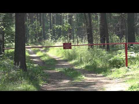 Видео: Пошёл в лес по грибы, А ТАМ ОПАСНО ДЛЯ ЖИЗНИ!!! Опасно для жизни ходить в лес за грибами!