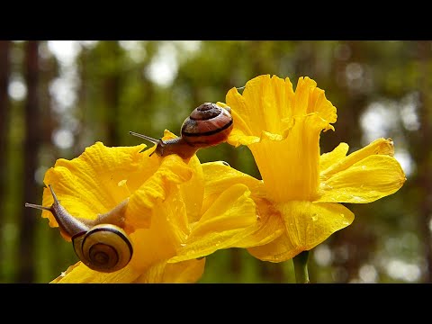 Видео: Макрофотография. Особенности и приёмы съёмки мелких объектов