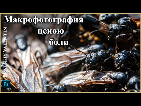 Видео: Макрофотография ценою боли